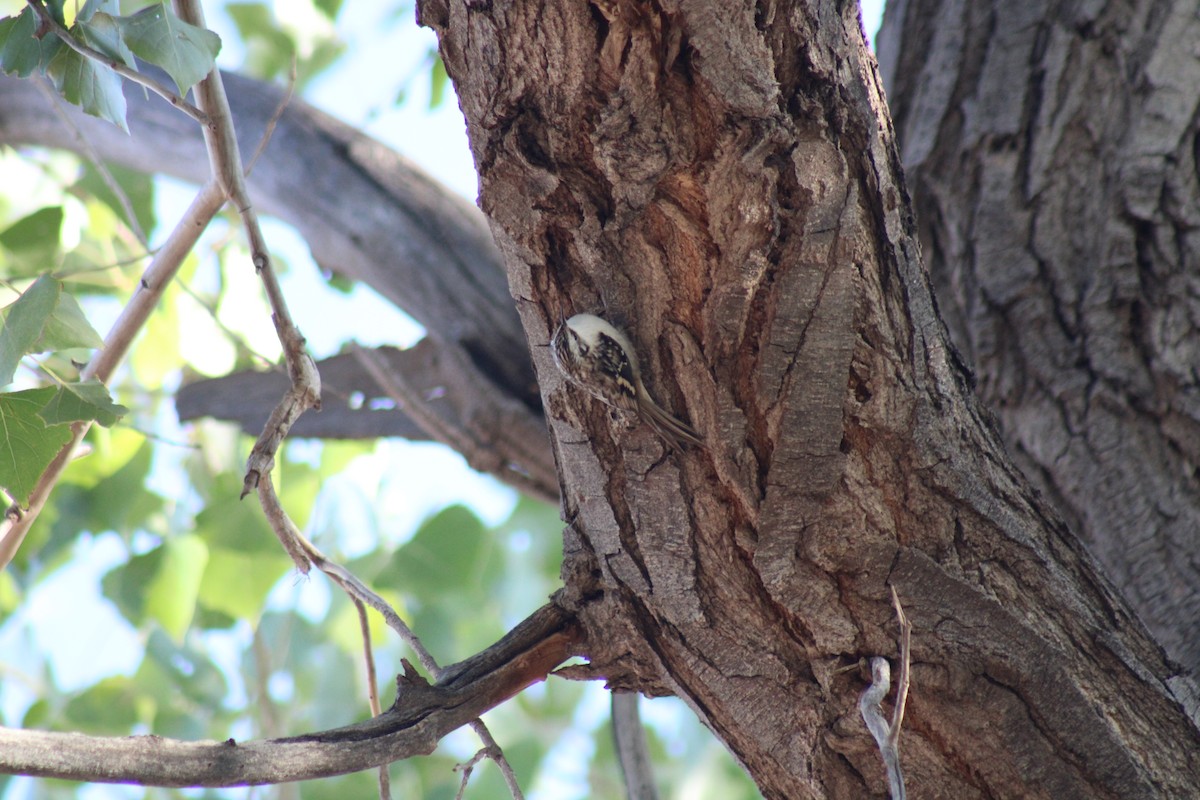 Brown Creeper - ML609897232