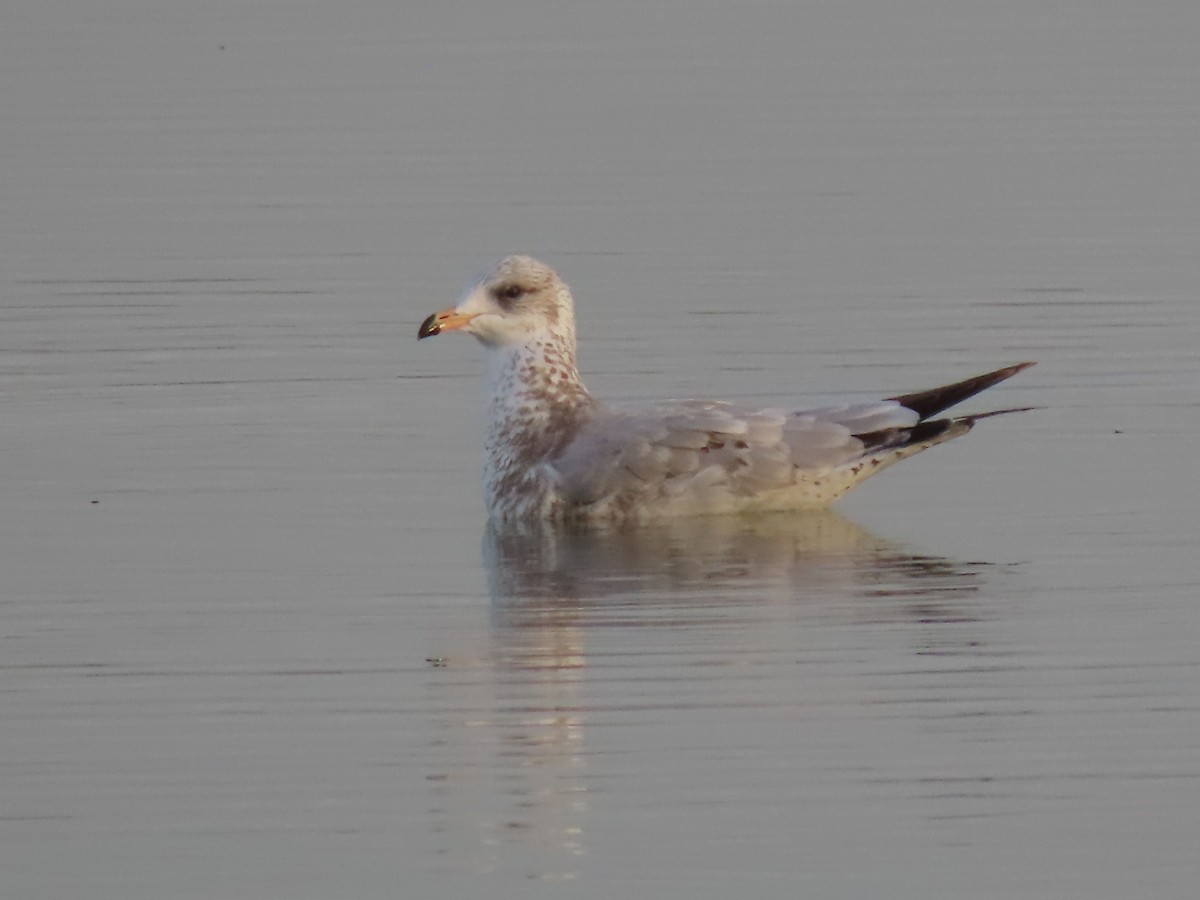 Ring-billed Gull - ML609897452