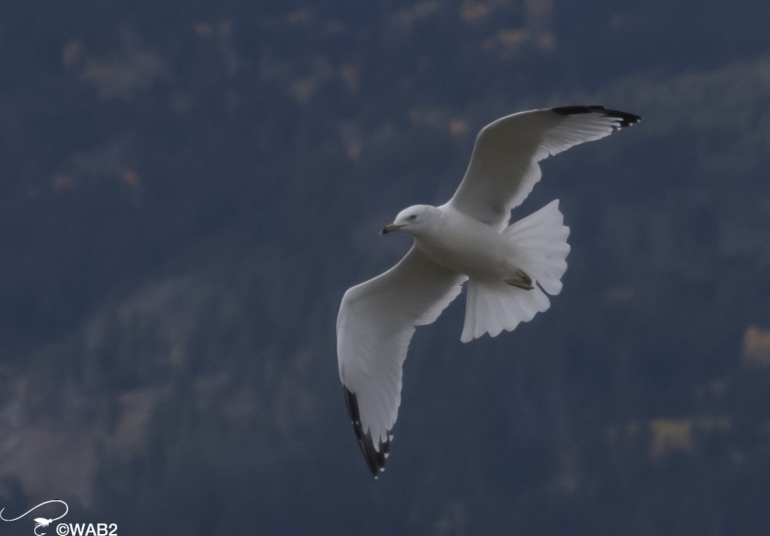 Ring-billed Gull - ML609897469