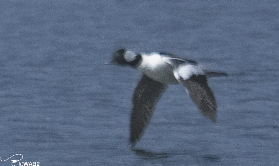 Bufflehead - ML609897490