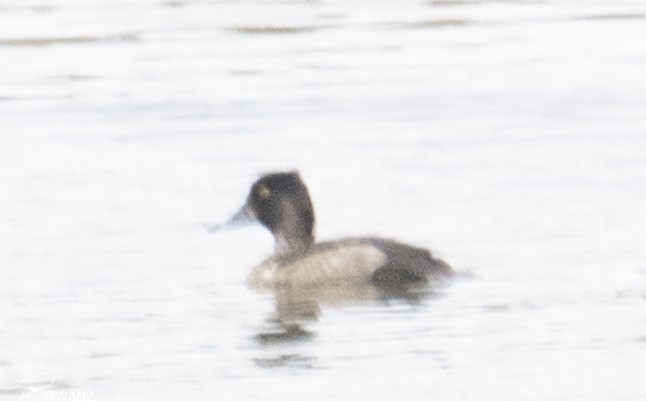 Lesser Scaup - William Blodgett Jr.