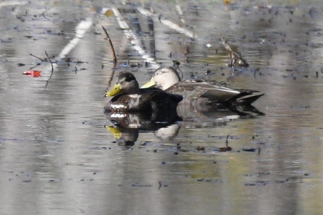 American Black Duck - ML609897559