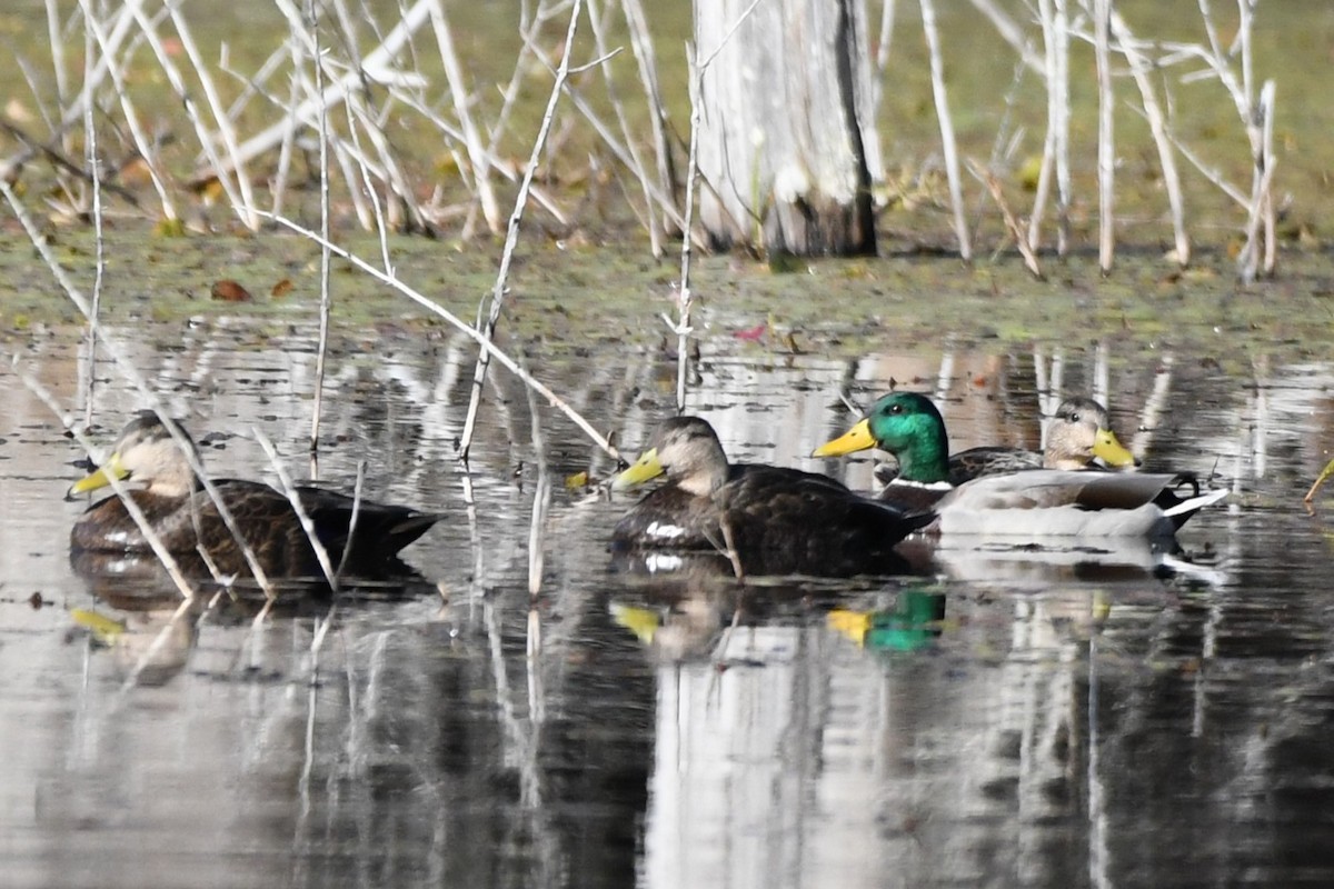 American Black Duck - ML609897561