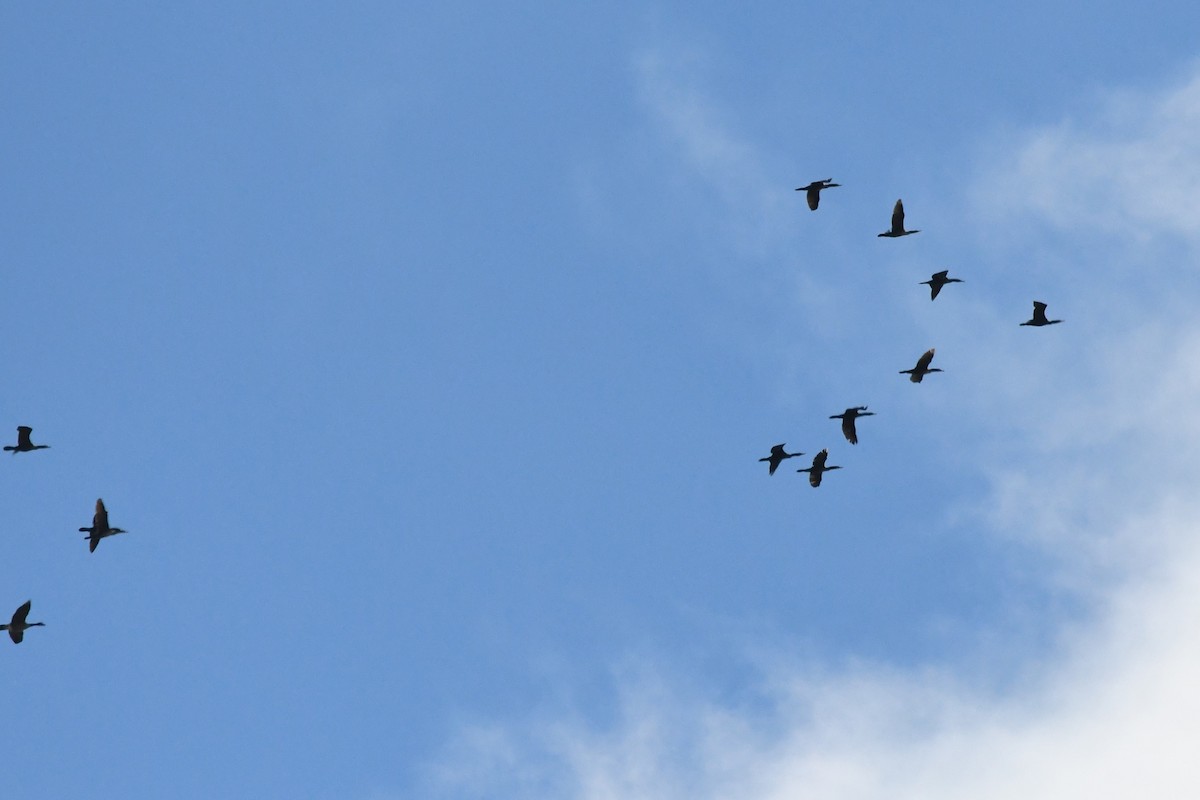 Double-crested Cormorant - ML609897639