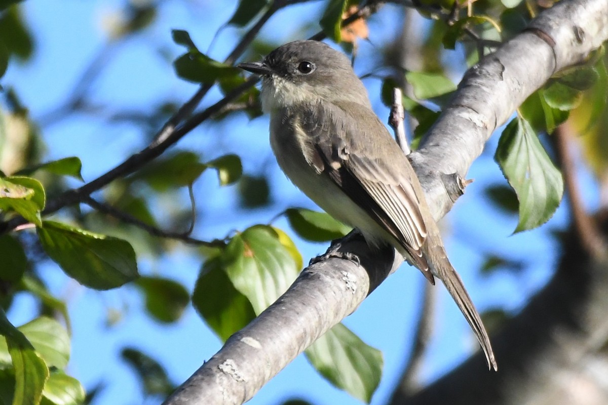 Eastern Phoebe - ML609897668