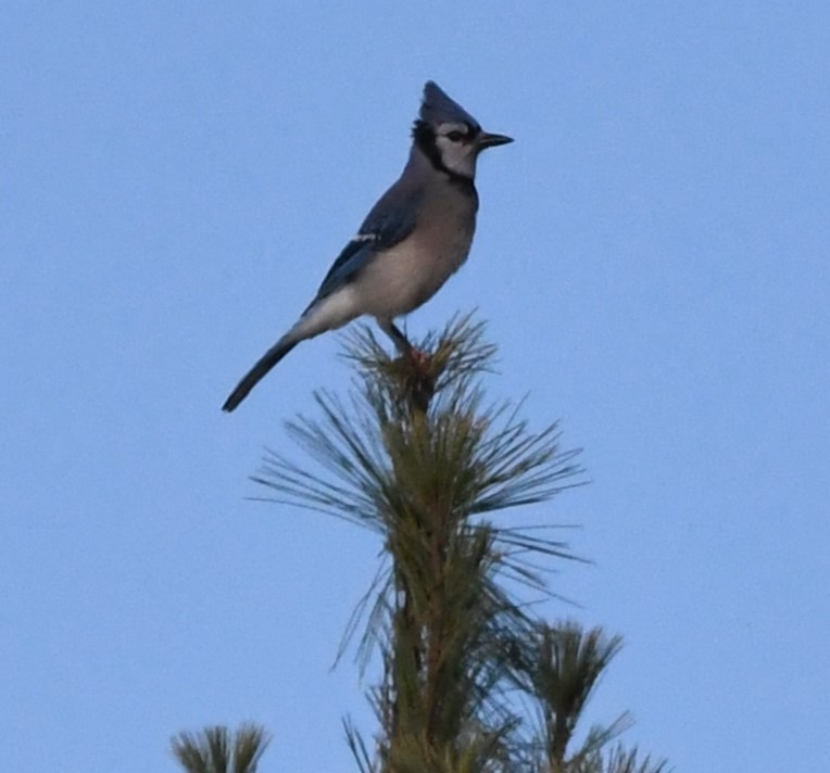 Blue Jay - ML609897688