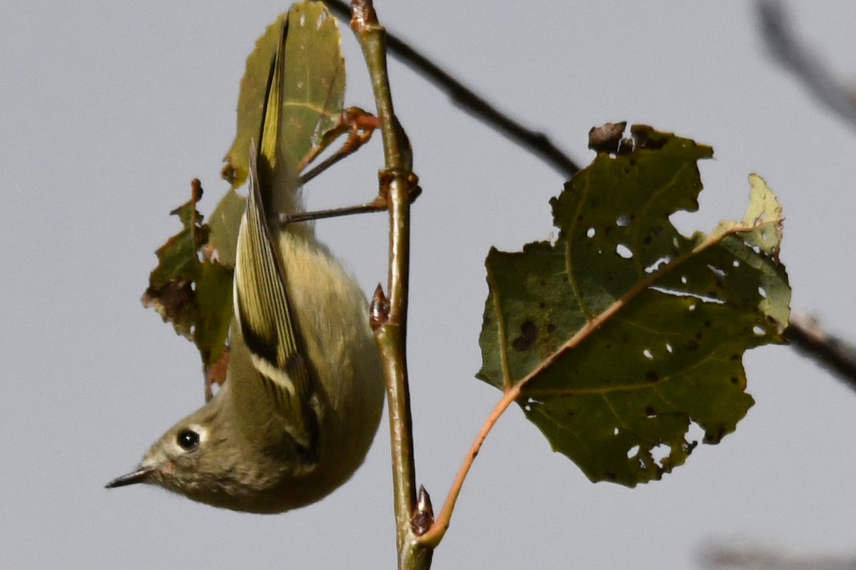 Ruby-crowned Kinglet - ML609897697