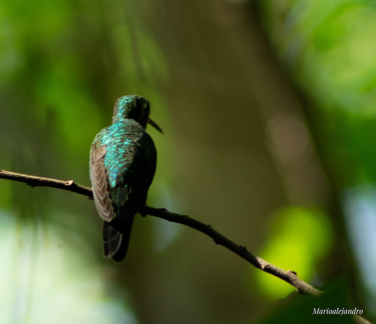 Cuban Emerald - ML609897703