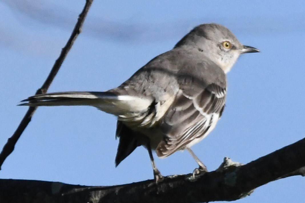 Northern Mockingbird - ML609897713