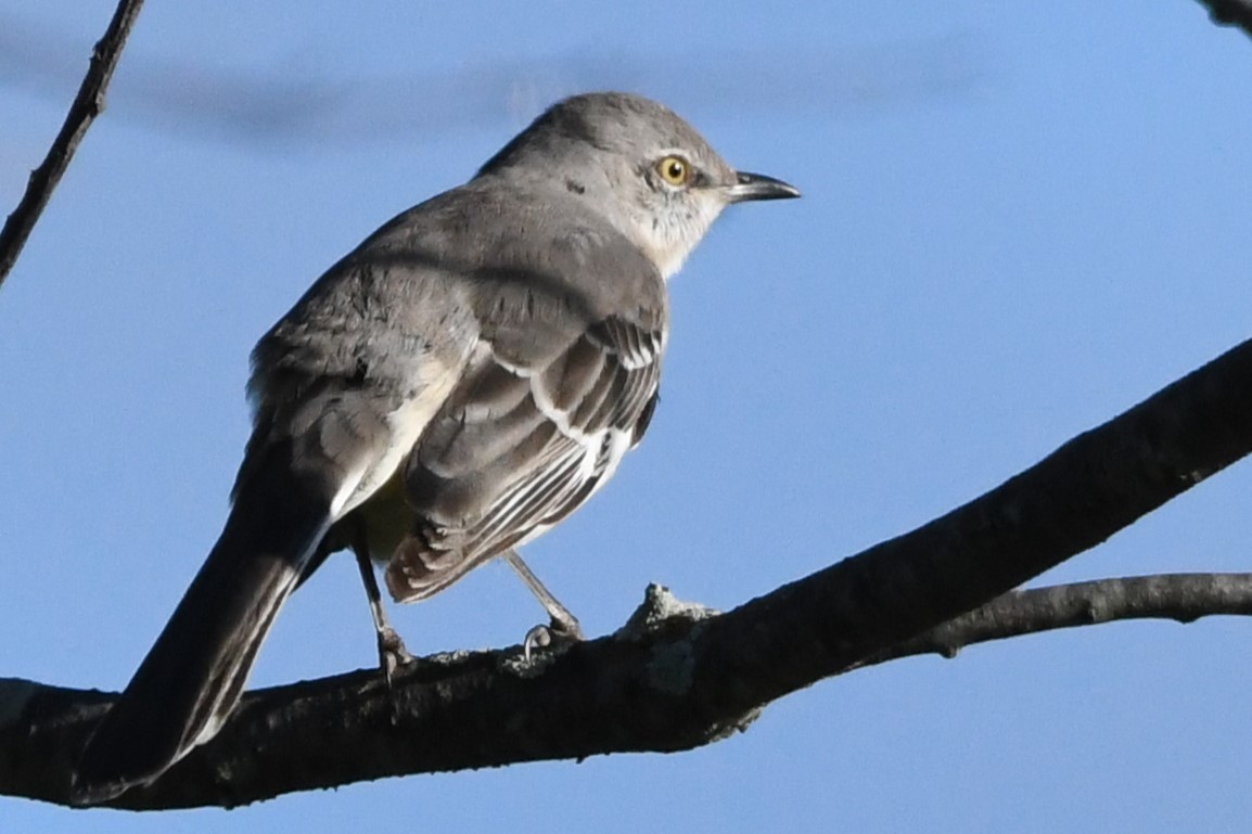 Northern Mockingbird - ML609897714