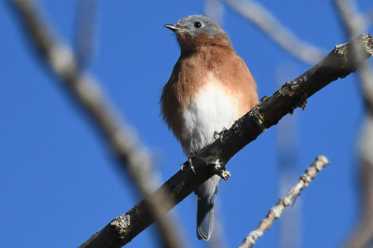 Eastern Bluebird - ML609897728