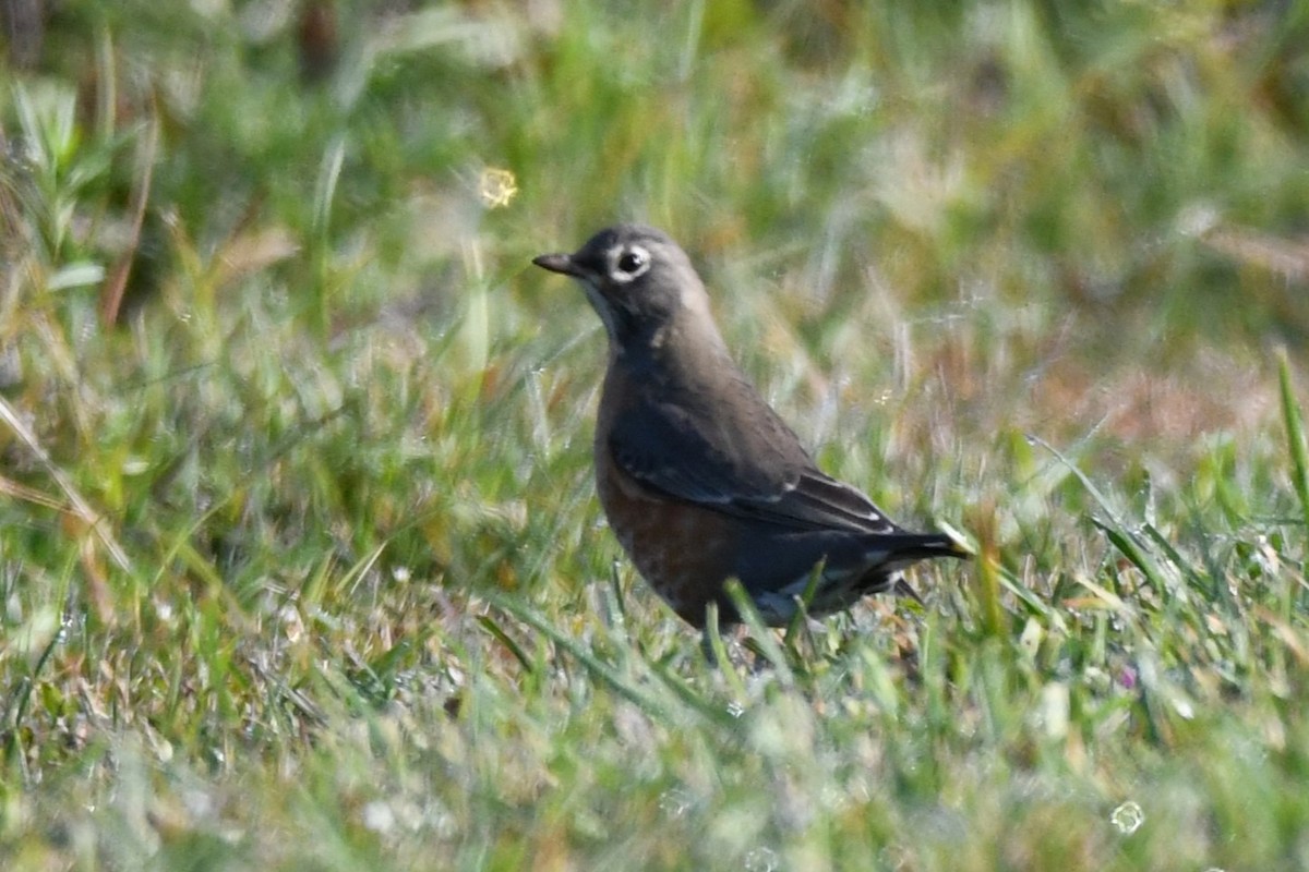 American Robin - ML609897741
