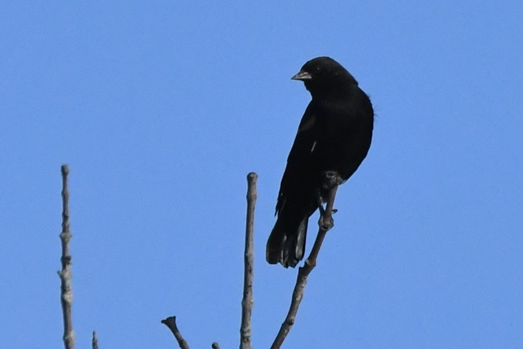 Red-winged Blackbird - ML609897799