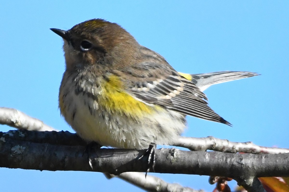 Yellow-rumped Warbler - ML609897828