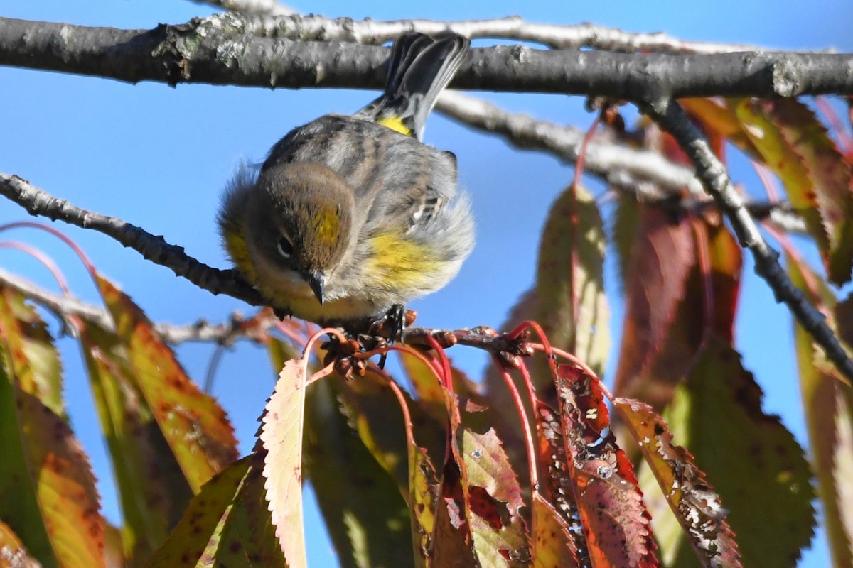 Yellow-rumped Warbler - ML609897829