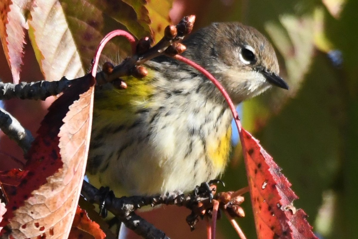 Yellow-rumped Warbler - ML609897830