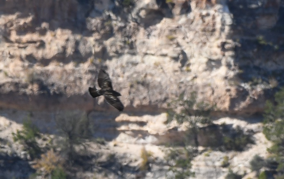 Broad-winged Hawk - Janine McCabe