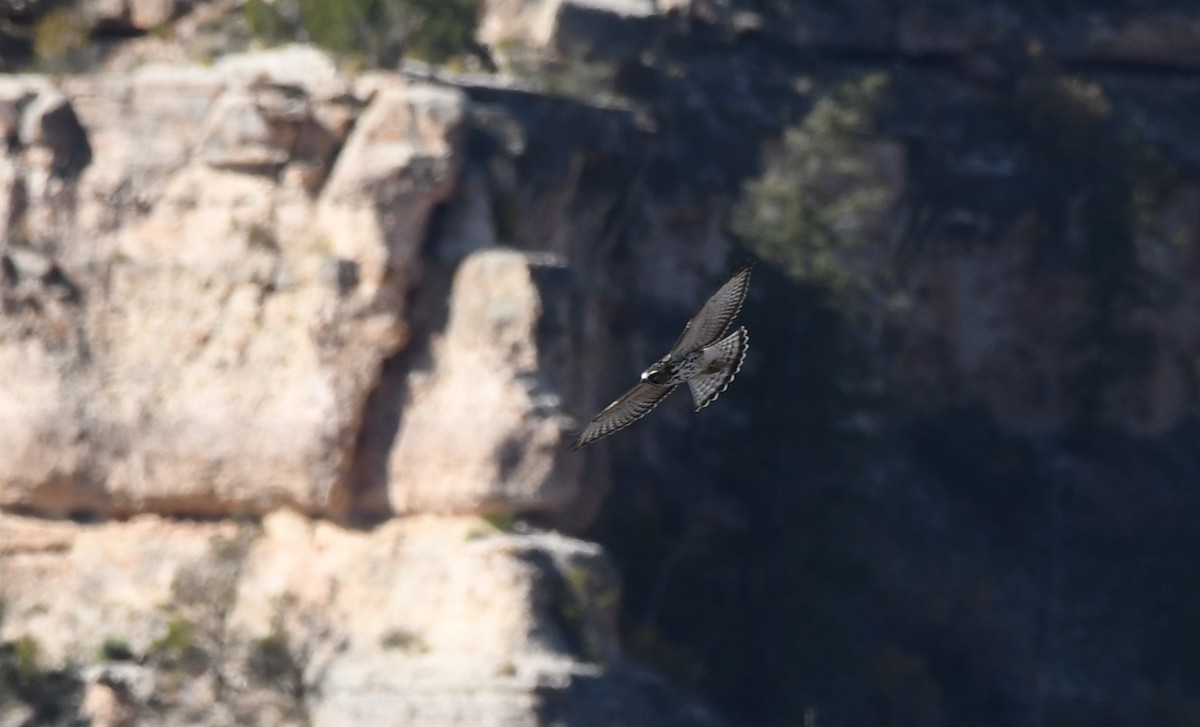 Broad-winged Hawk - Janine McCabe