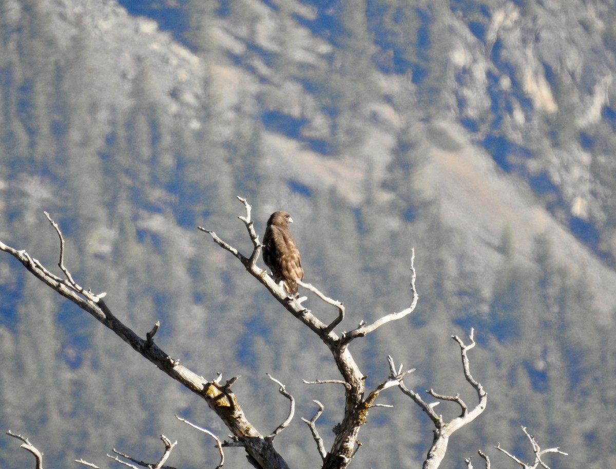 Red-tailed Hawk - Sachi Snively