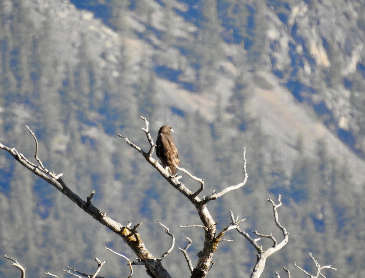 Rotschwanzbussard - ML609897901