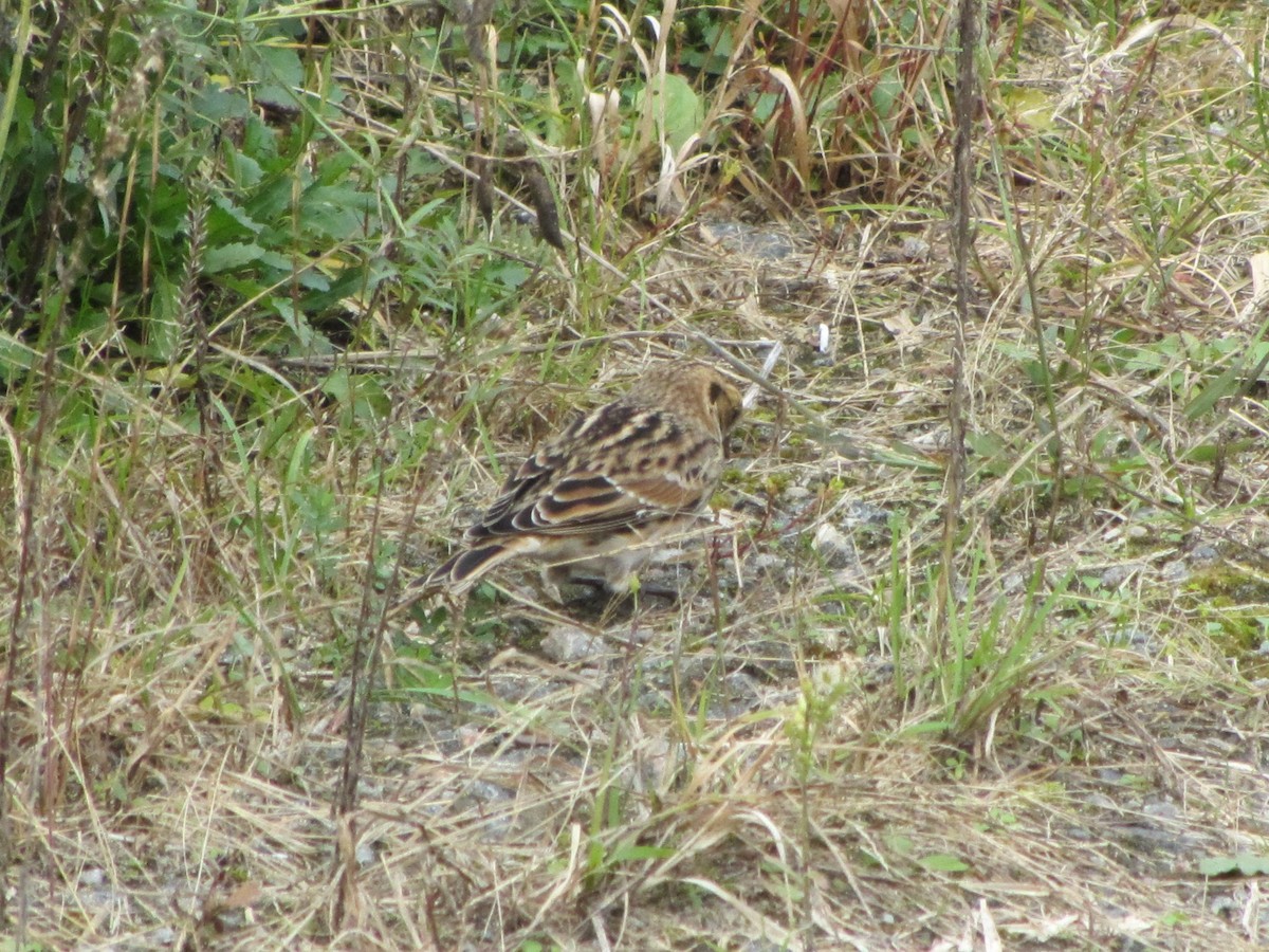 Lapland Longspur - Barbara Taylor