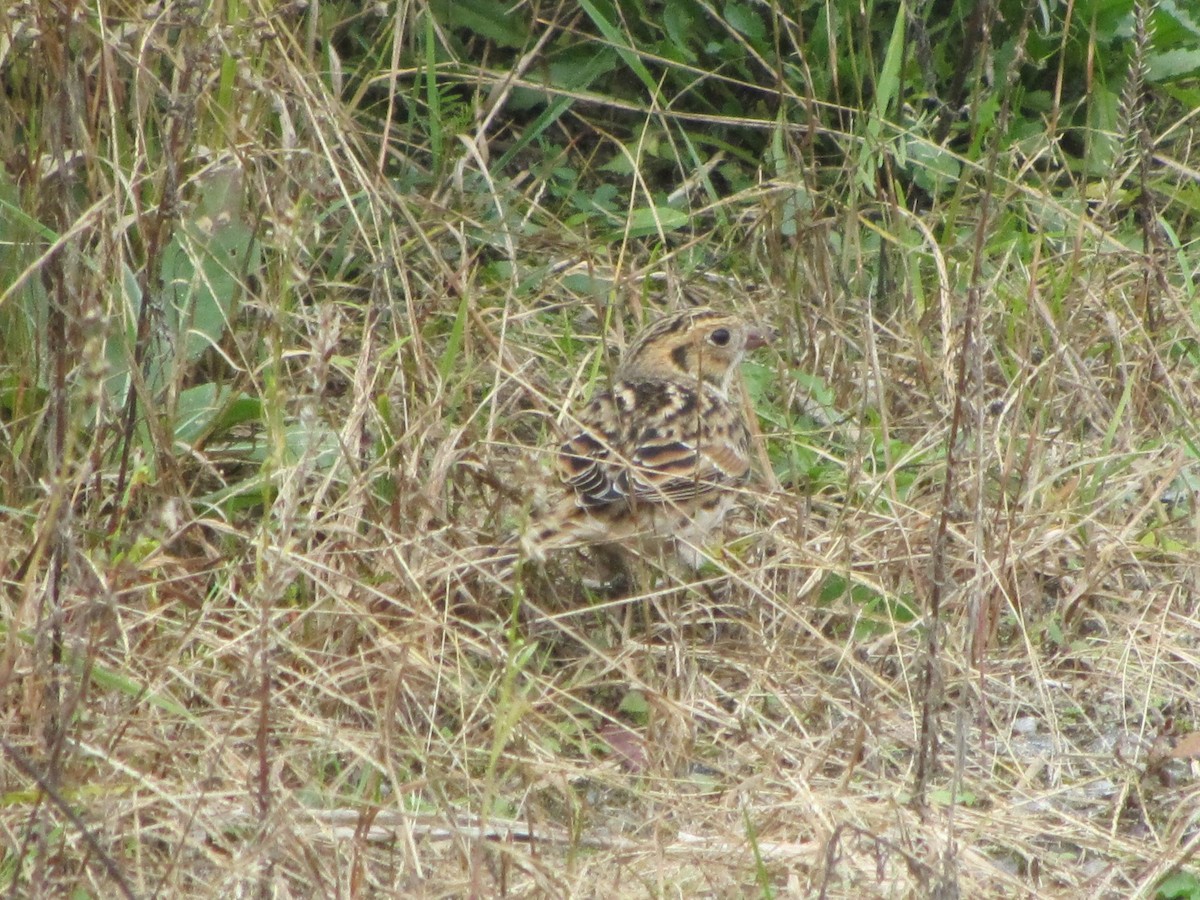 Lapland Longspur - Barbara Taylor