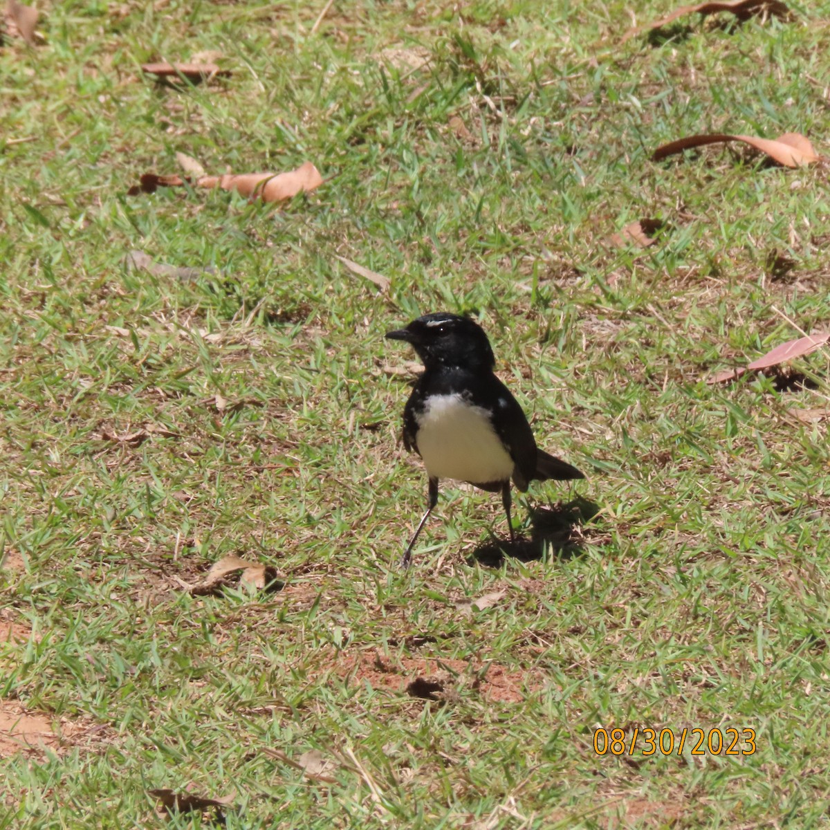 Willie-wagtail - Bruce Ackerman