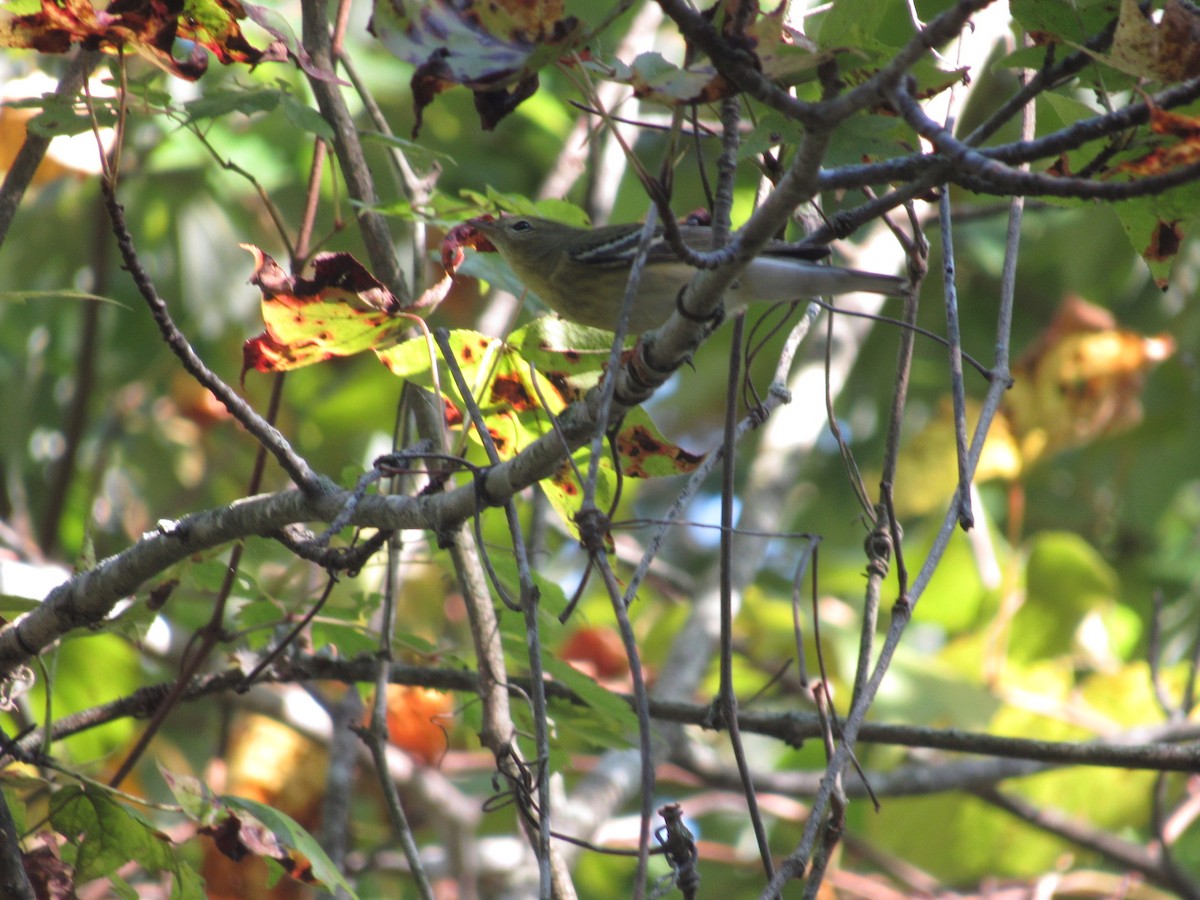 Blackpoll Warbler - ML609897978