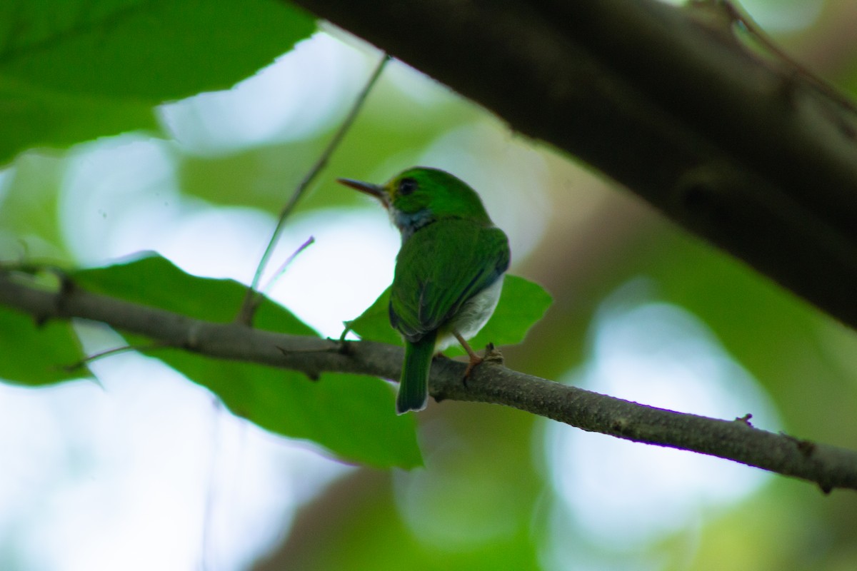 Cuban Tody - ML609898039