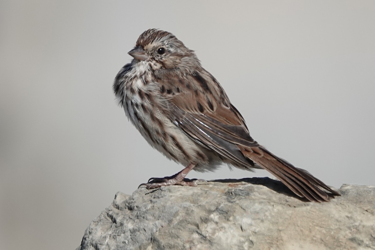 Song Sparrow - Yvon Bigras