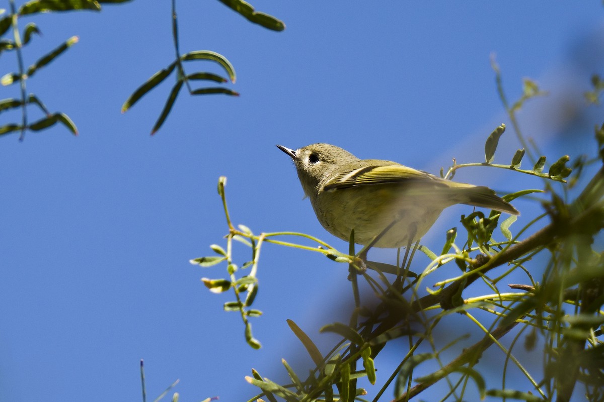 Ruby-crowned Kinglet - Ray Chiarello