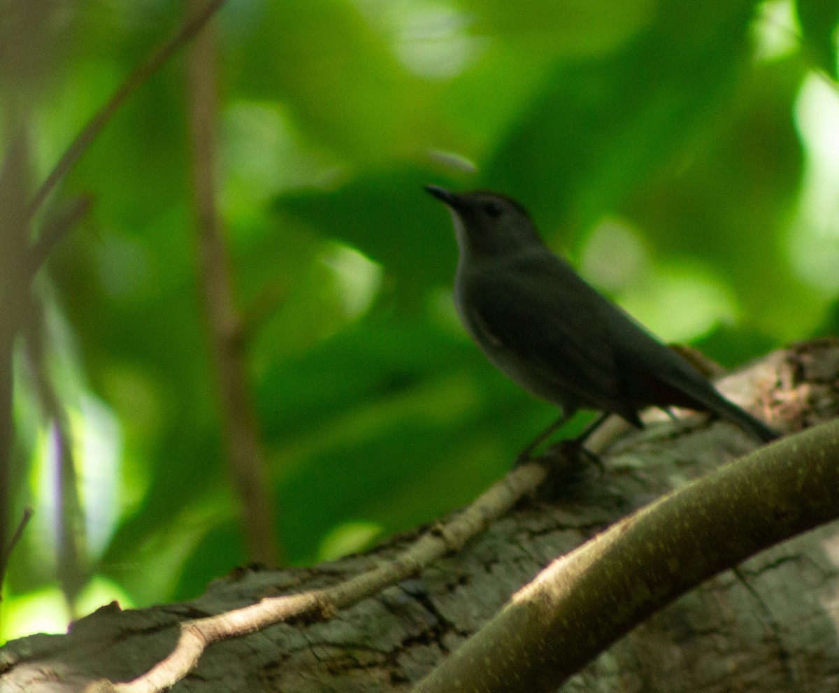 Gray Catbird - ML609898130