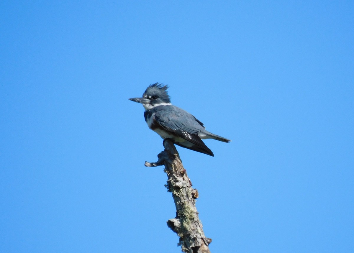 Belted Kingfisher - ML609898162