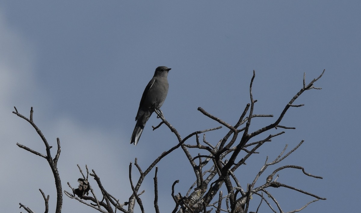 Townsend's Solitaire - Janine McCabe