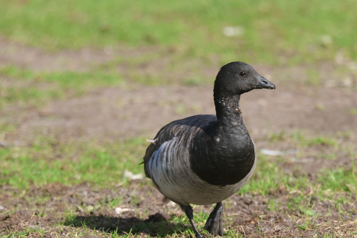 Brant - ML609898243