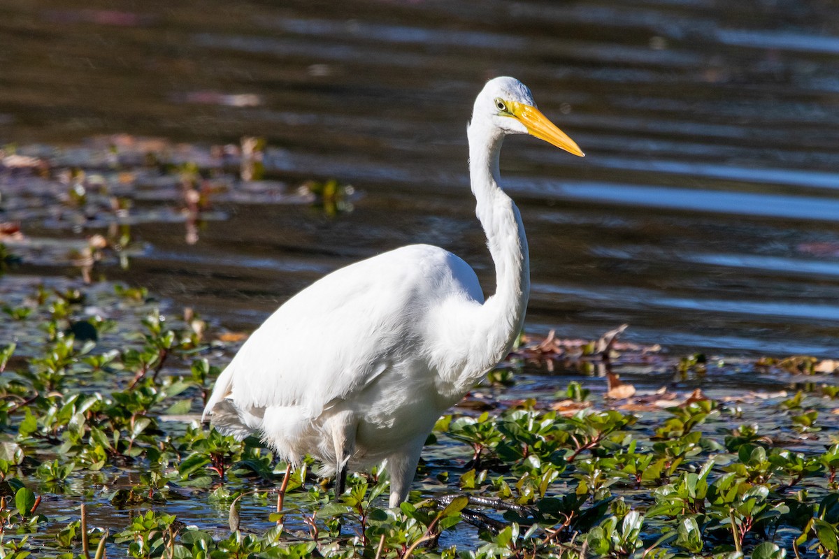 Great Egret - ML609898296