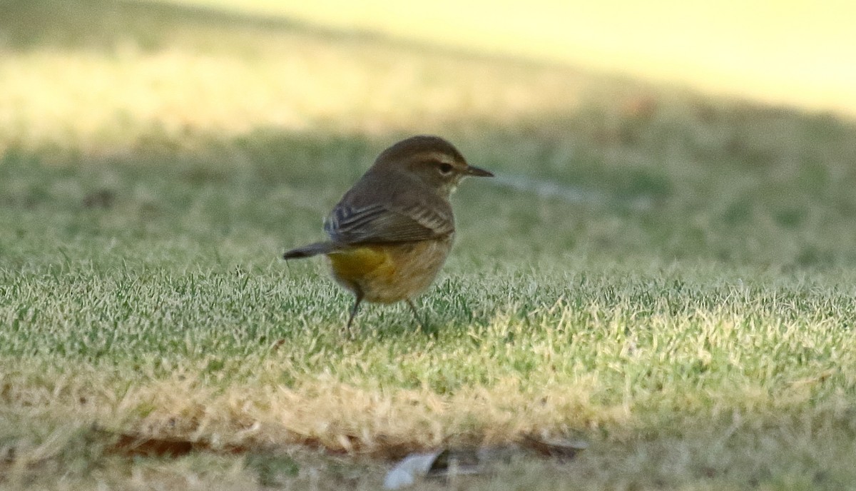 Palmenwaldsänger - ML609898340