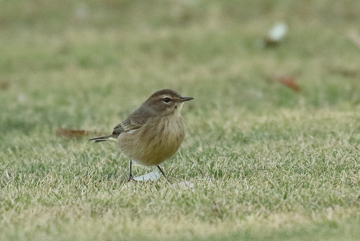 Palmenwaldsänger - ML609898342