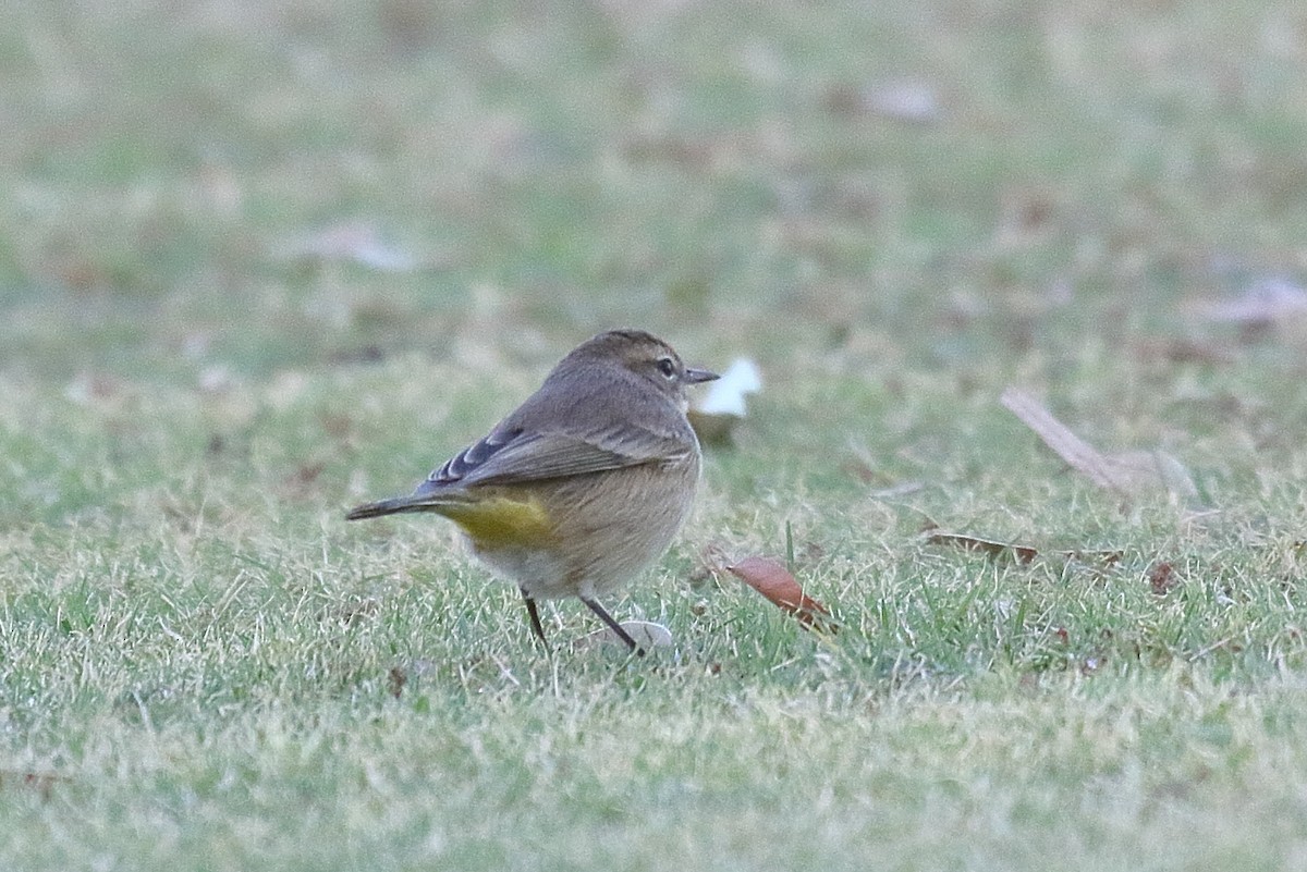 Palmenwaldsänger - ML609898343