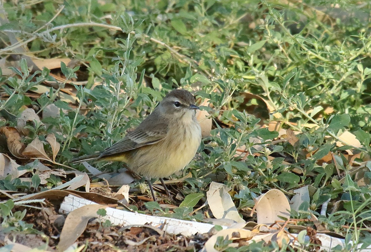 Palmenwaldsänger - ML609898348