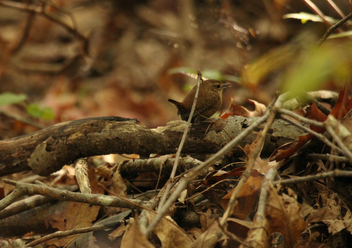 Winter Wren - ML609898352