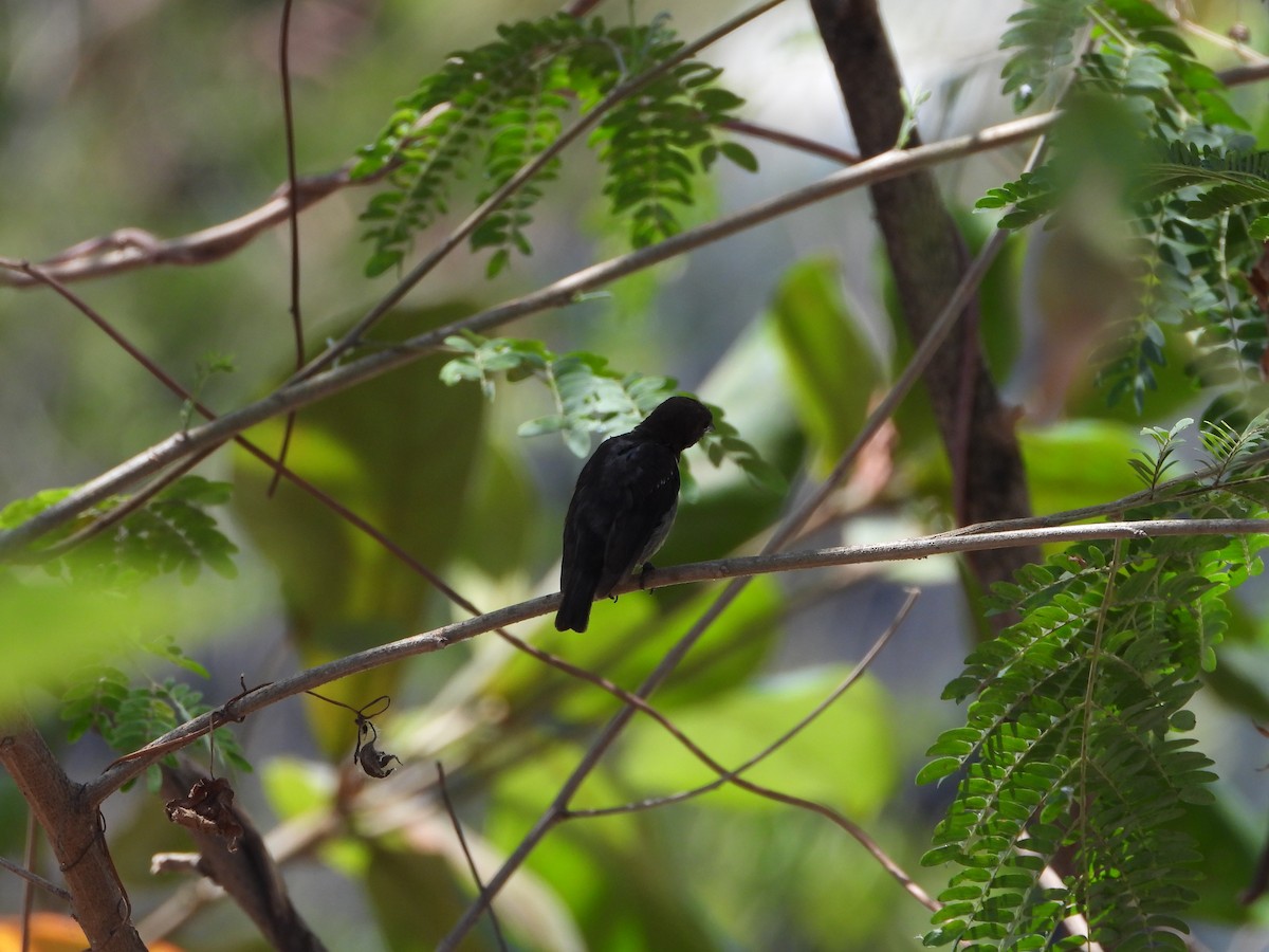 Gray-sided Flowerpecker (Gray-sided) - Marcie  Jacklin