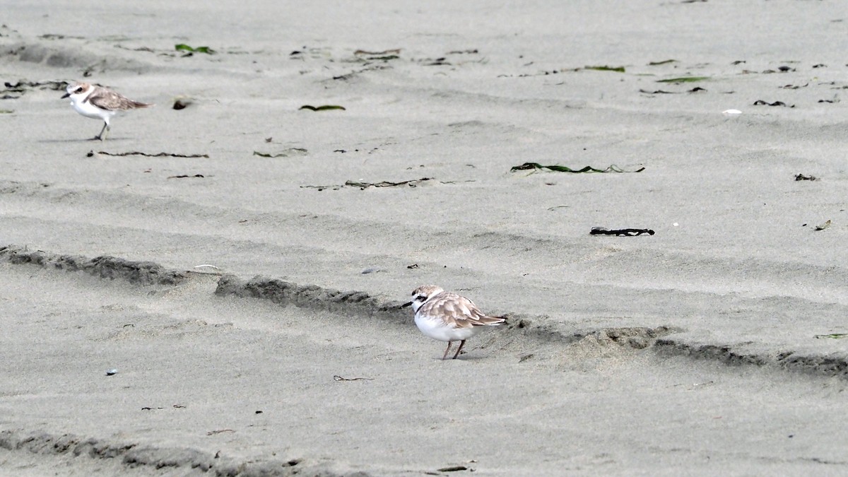 Snowy Plover - Andrew McCormick