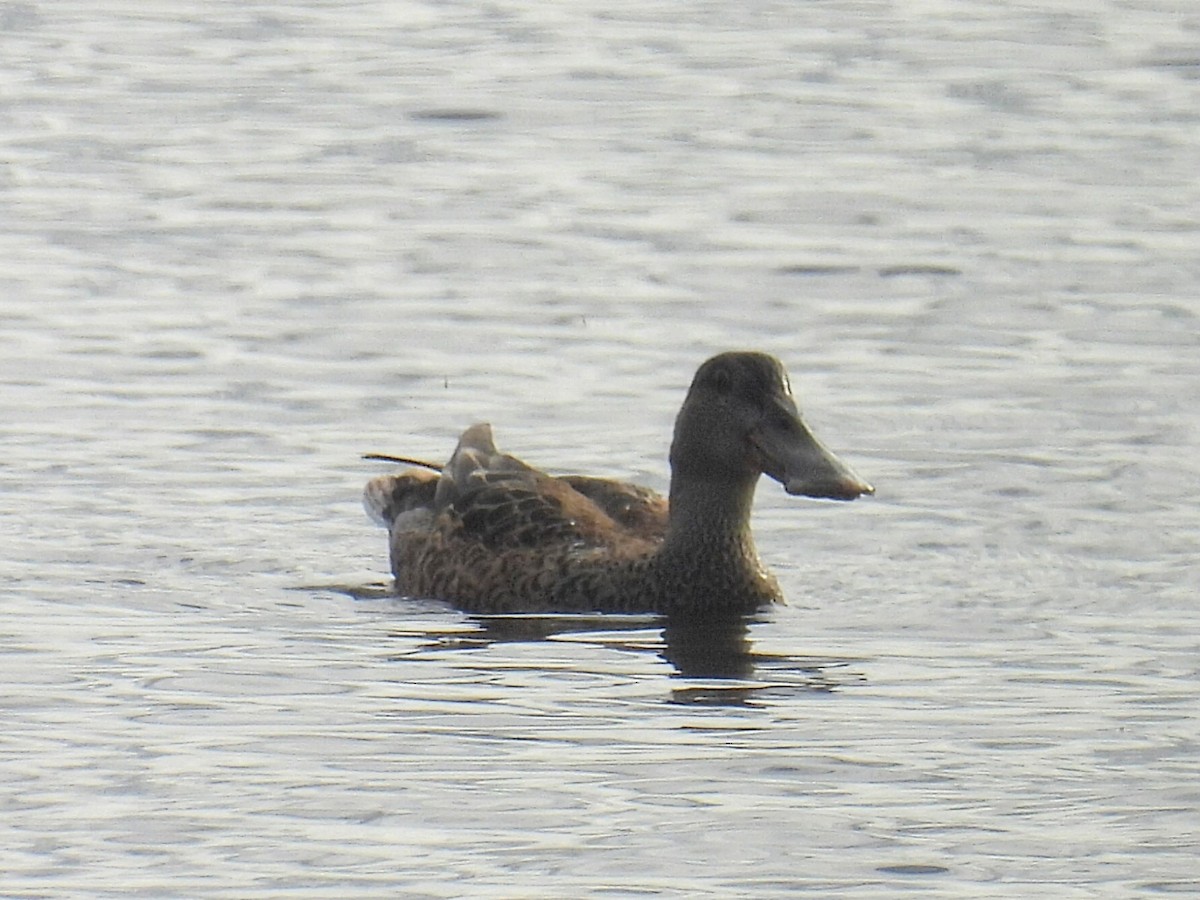 Northern Shoveler - ML609898492