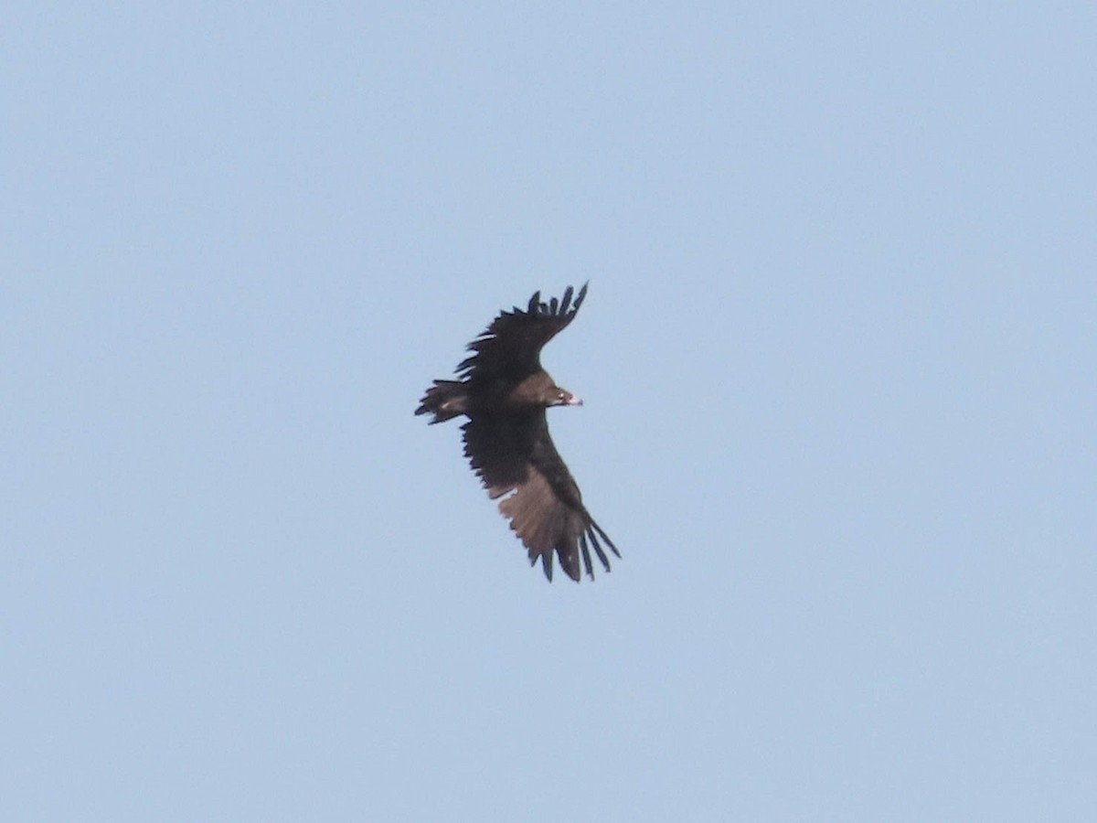 Cinereous Vulture - ML609898510