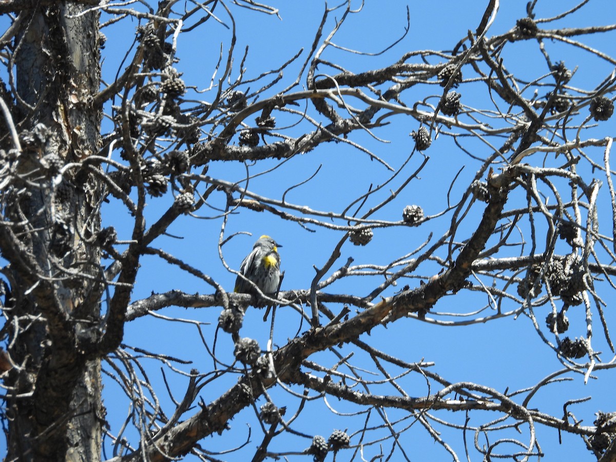 Yellow-rumped Warbler - ML609898547