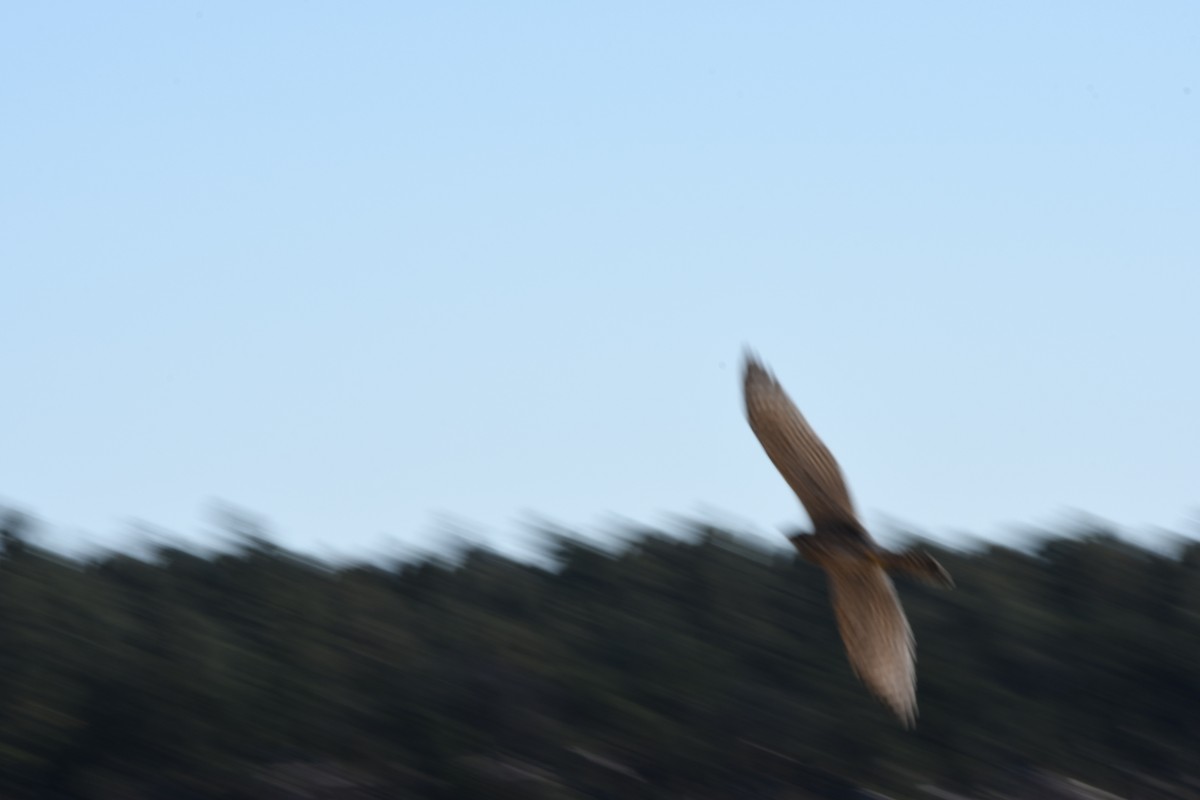 tanımsız Accipitriformes/Falconiformes sp. - ML609898554