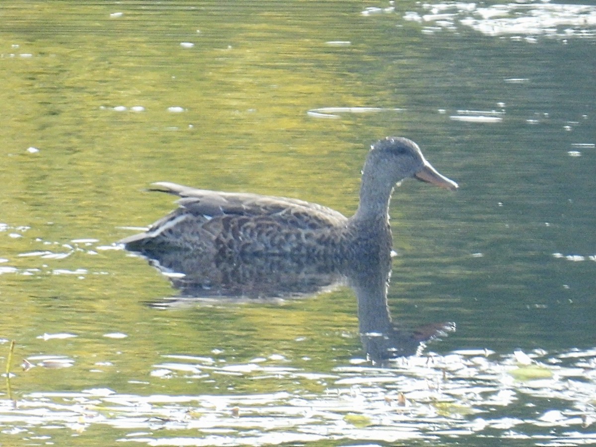 Gadwall - ML609898581