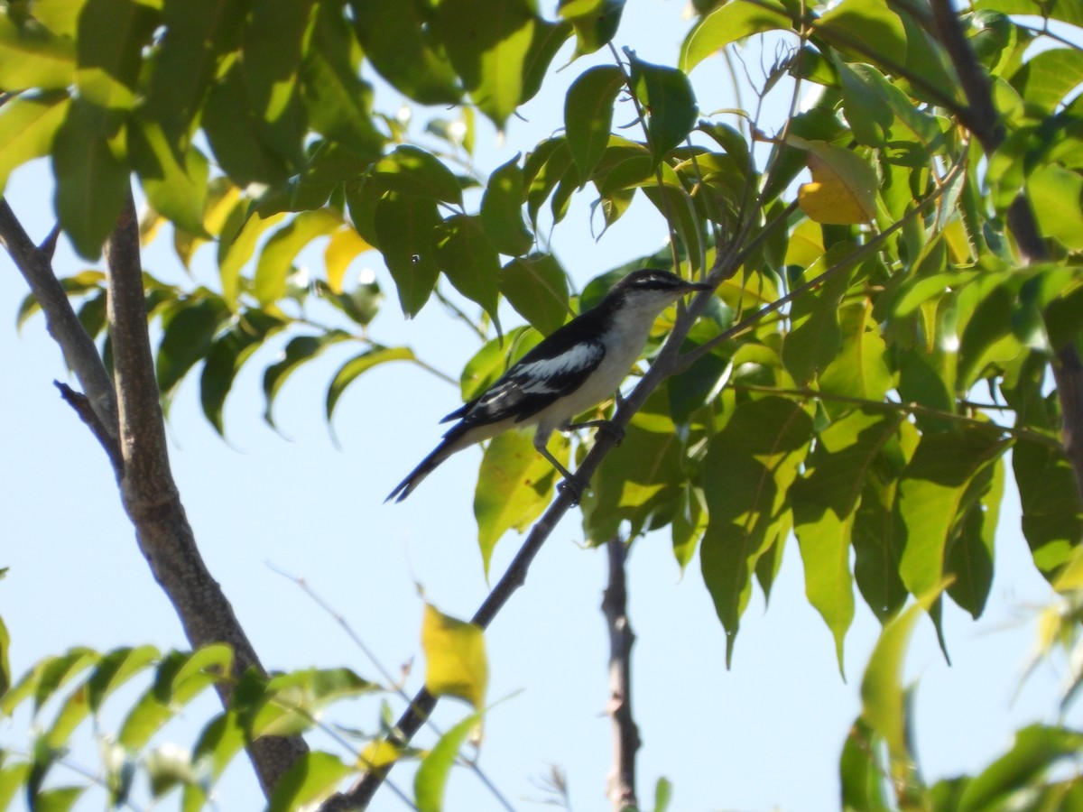 White-rumped Triller - Marcie  Jacklin