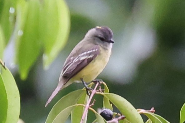 Yellow-crowned Tyrannulet - ML609898592